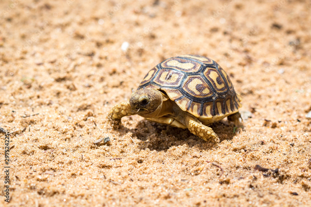 Young and little tortoise walking through a sandy ground, Namibia, Africa Young and little tortoise walking through a sandy ground, Namibia, Africa