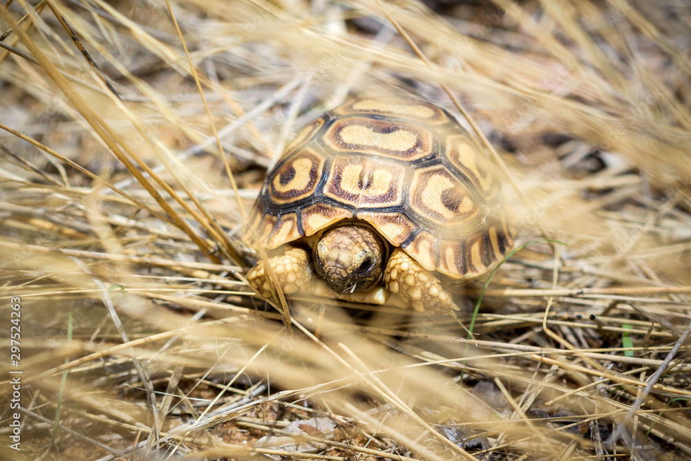 Young and little tortoise hiding in high grass, Namibia, Africa