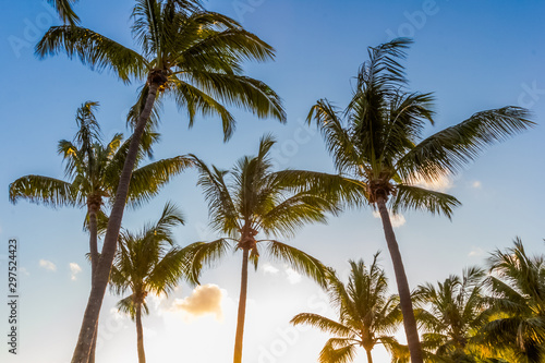 palm trees on beach of Grand’Anse, Réunion Island 