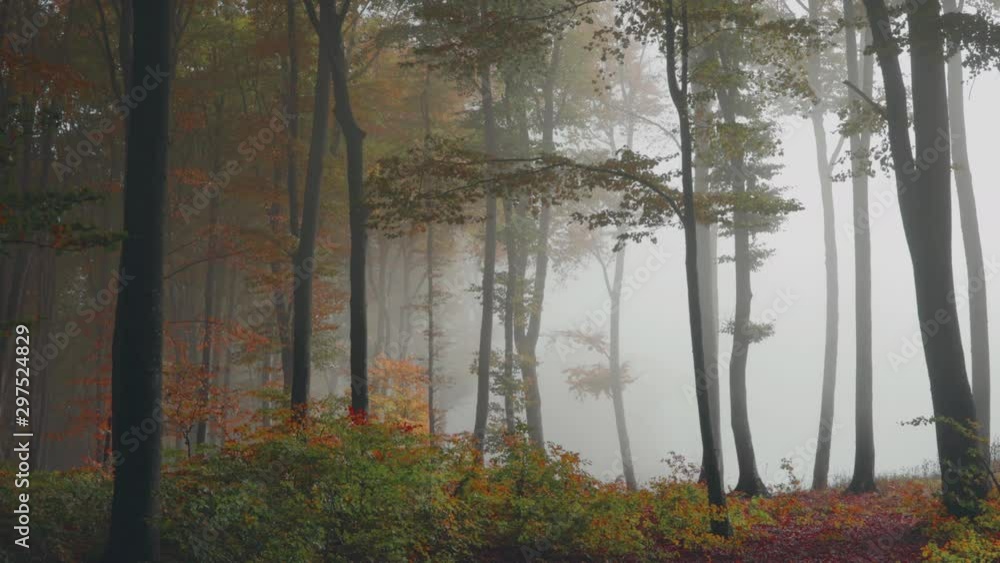 Creepy fog in autumn forest. Red leaves and spooky mist Creepy fog in autumn forest. Red leaves and spooky mist