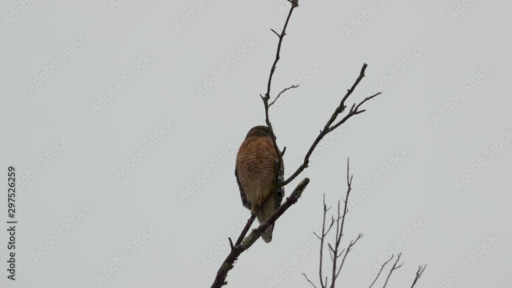 Red shouldered hawk perched on a large, barren branch in the pouring rain. Medium close. 25 sec/24 fps. 40% speed. Clip 11 Red shouldered hawk perched on a large, barren branch in the pouring rain. Medium close. 25 sec/24 fps. 40% speed. Clip 11