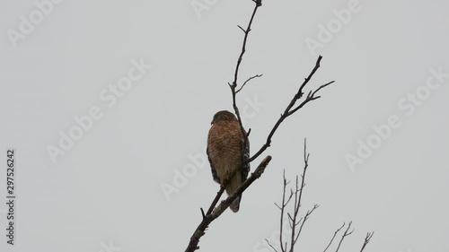 Red shouldered hawk perched on a large, barren branch in the pouring rain. Medium close. 25 sec/24 fps. 40% speed. Clip 10 photo