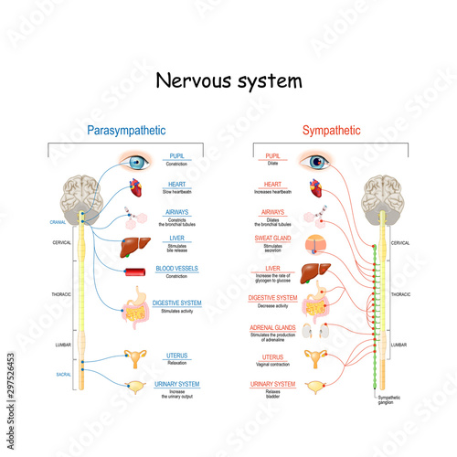 Sympathetic And Parasympathetic Nervous System. Difference. photo