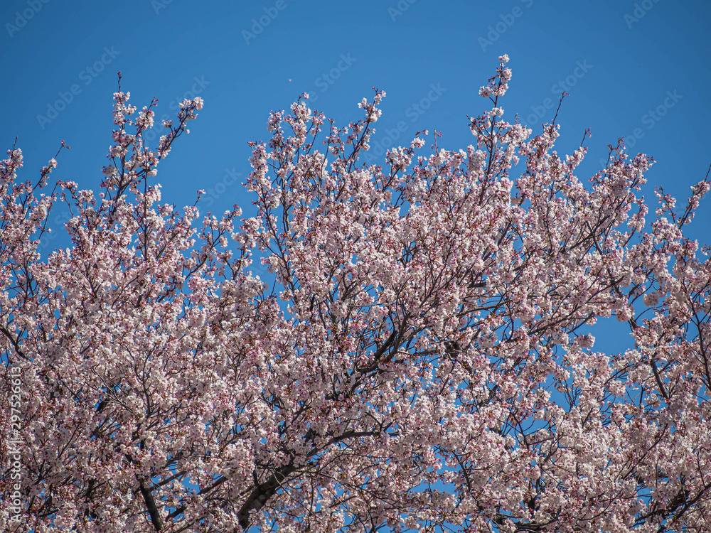 Abstract nature background. Sakura flower blooming with blue sky in cherry blossom season.