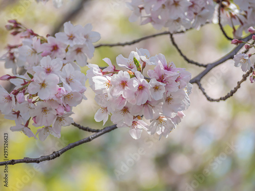 Closeup of sakura flower blooming branches with blurry bokeh background in cherry blossom season.