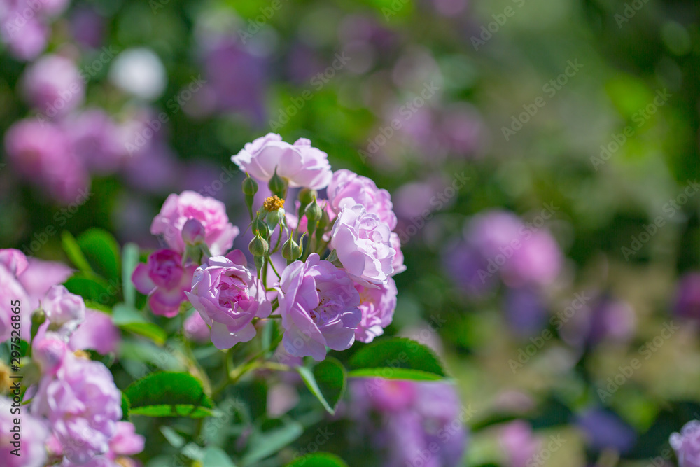 Rose flower, seven sister flower close-up, blooming outdoors in spring after the rain,Rosa multiflora Thunb. var. carnea Thory Rose flower, seven sister flower close-up, blooming outdoors in spring after the rain,Rosa multiflora Thunb. var. carnea Thory