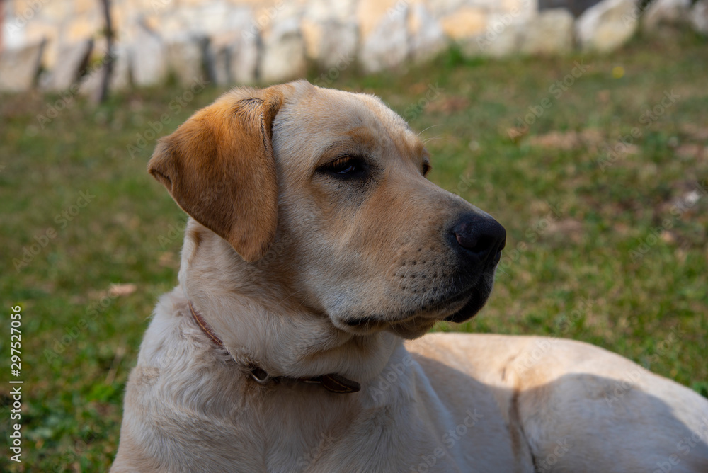 Portrait of a fawn Labrador lying on the grass