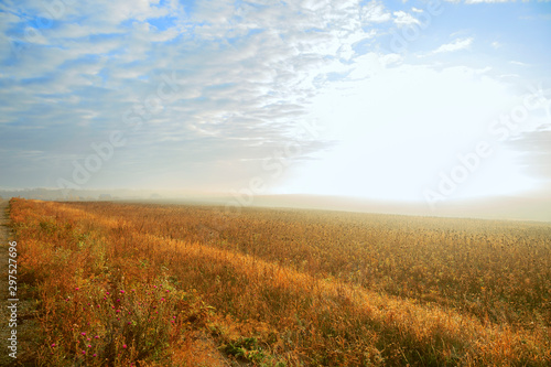 Autumn rural landscape. Fog at sunrise in a yellow golden field in the sunshine on a warm October day early in the morning against a cloudy blue sky