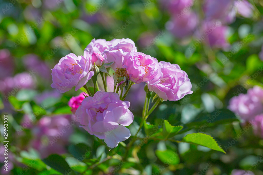 Rose flower, seven sister flower close-up, blooming outdoors in spring after the rain,Rosa multiflora Thunb. var. carnea Thory Rose flower, seven sister flower close-up, blooming outdoors in spring after the rain,Rosa multiflora Thunb. var. carnea Thory