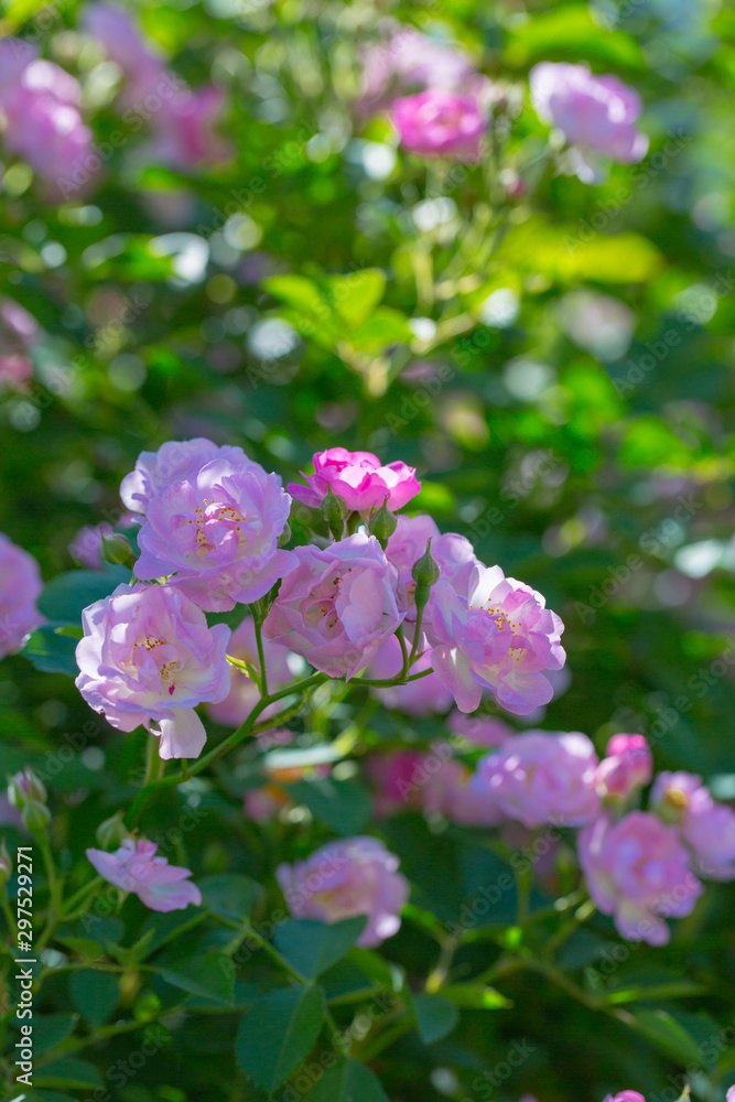 Rose flower, seven sister flower close-up, blooming outdoors in spring after the rain,Rosa multiflora Thunb. var. carnea Thory Rose flower, seven sister flower close-up, blooming outdoors in spring after the rain,Rosa multiflora Thunb. var. carnea Thory