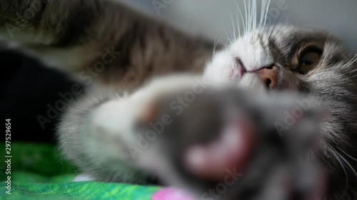 Wallpaper Mural Closeup muzzle of scottish fold lop eared cat trying to sleep laying on a bed. 50 fps. Torontodigital.ca