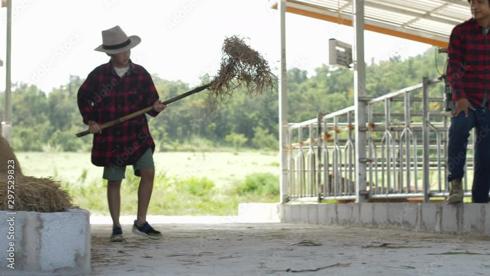 Asian father teaches son to work at a cow farm. Asian father teaches son to work at a cow farm.