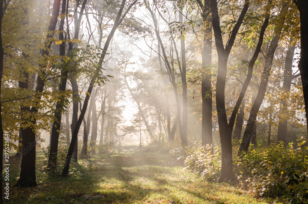 pine tree forest in a sunny morning / evening with fog, mystery dark woods