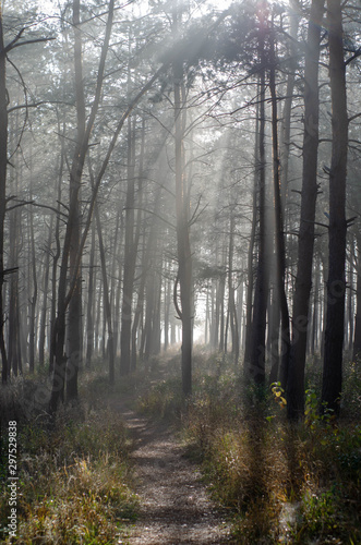 pine tree forest in a sunny morning   evening with fog  mystery dark woods