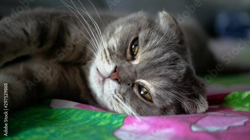 Wallpaper Mural Closeup muzzle of scottish fold lop eared cat trying to sleep laying on a bed. 50 fps. Torontodigital.ca
