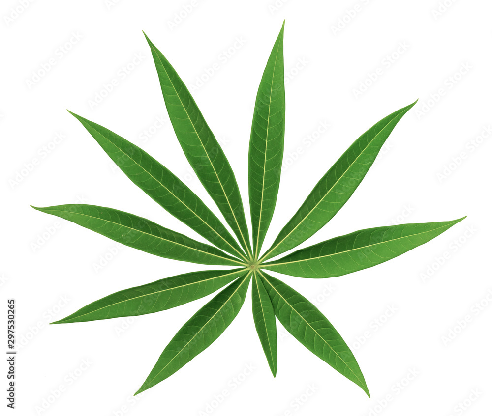 Green leaves pattern isolated on white background,back view Green leaves pattern isolated on white background,back view