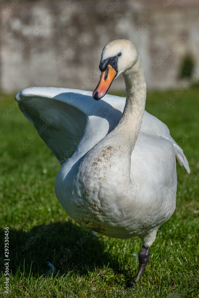 Obraz premium Mute Swan