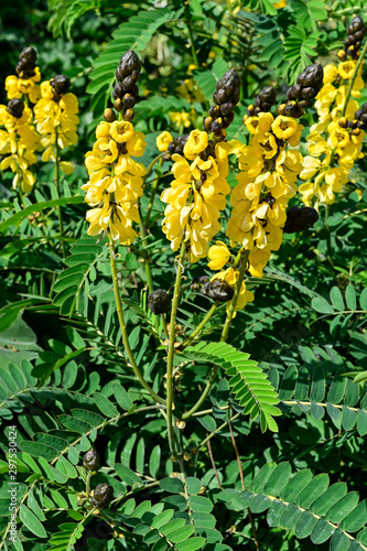 Fleurs jaunes de senné dans un jardin