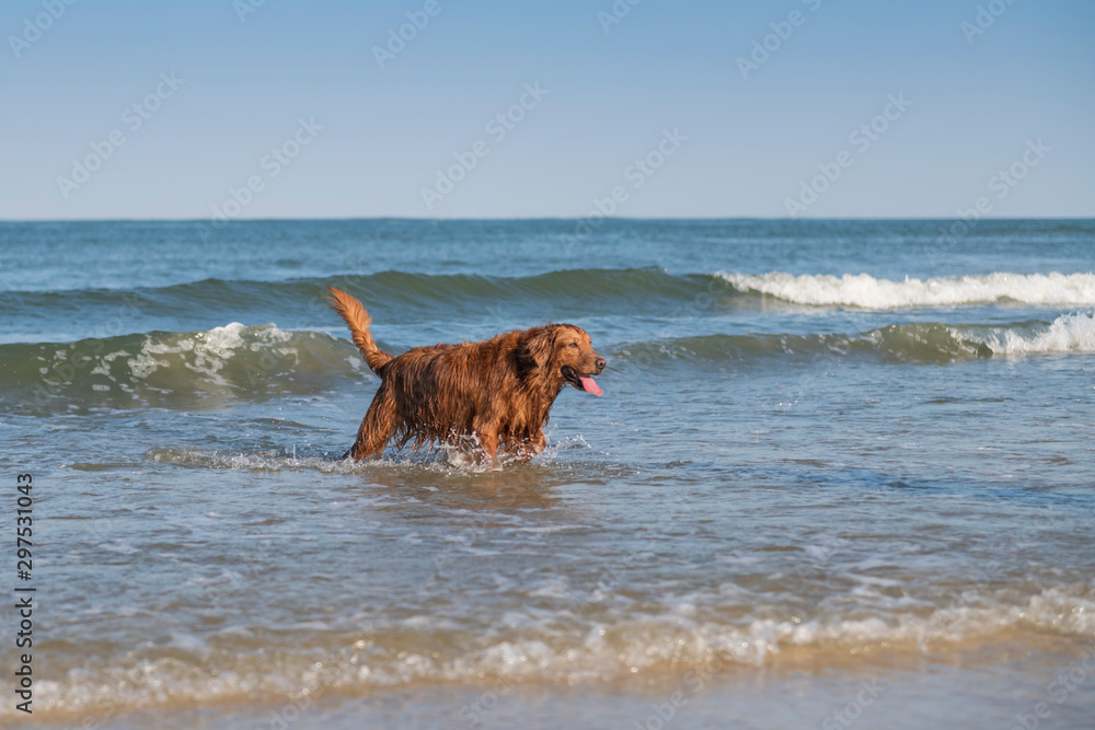 Golden Retriever playing at the beach Golden Retriever playing at the beach