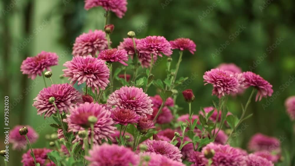 Nature. Wind waves stems with flowers of purple chrysanthemum on summer green garden. Concept of ecology and nature. Floral background Nature. Wind waves stems with flowers of purple chrysanthemum on summer green garden. Concept of ecology and nature. Floral background