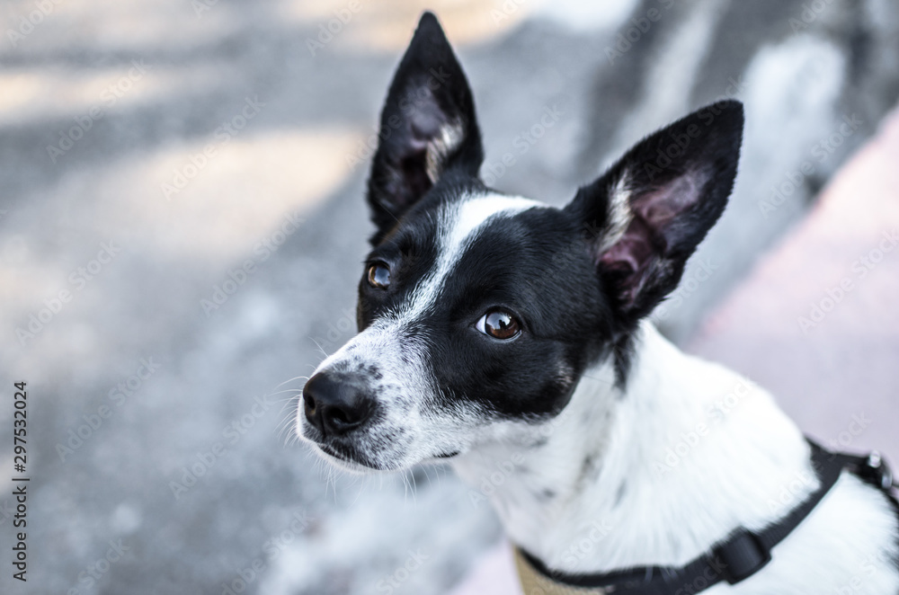 Black and white basenji dog on a white background winter photo Black and white basenji dog on a white background winter photo