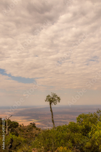 A single kiepersol tree high up on the Soutpansberg mountain image for background use with copy space