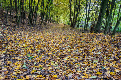 Path through autumnal forest with colorful leaves