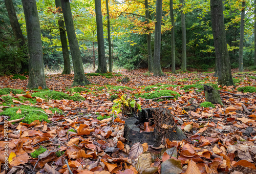 Beautiful autumnal beach forest with fallen leaves