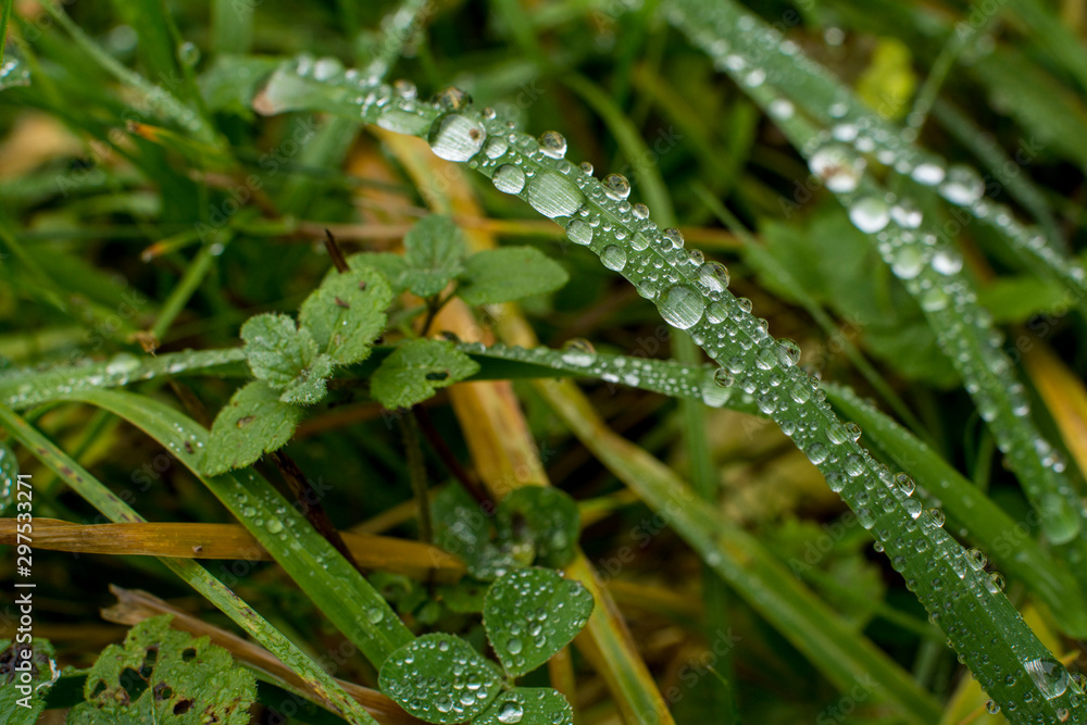Green grass with transparent water drops Green grass with transparent water drops