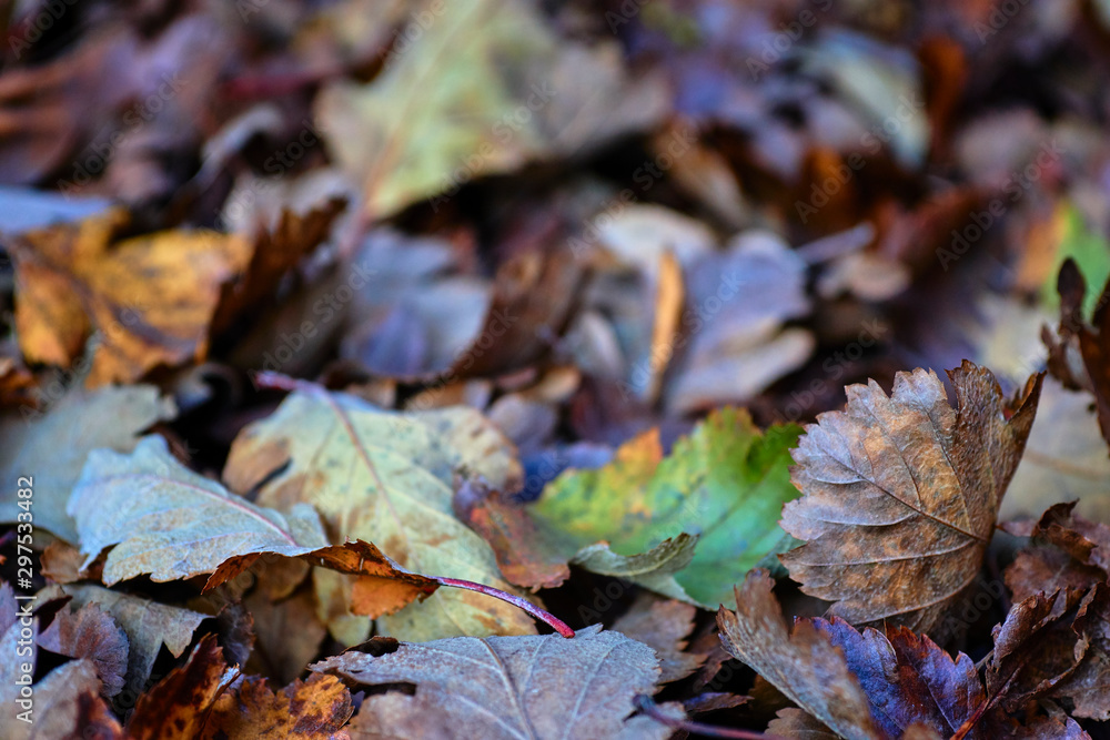 Continuous field of autumn leaves in shallow focus Continuous field of autumn leaves in shallow focus