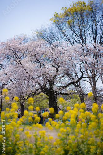 東京都渋谷区代々木の公園の桜と菜の花