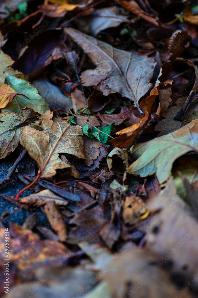 Continuous field of autumn leaves in shallow focus Continuous field of autumn leaves in shallow focus