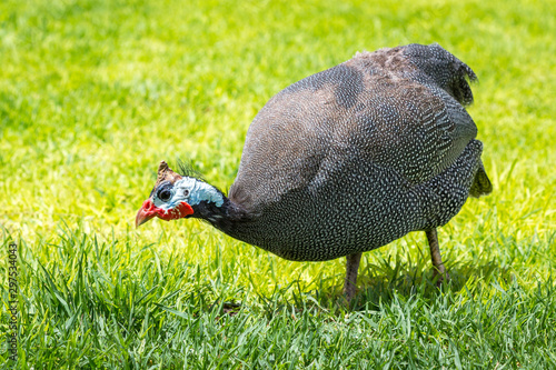 Beautiful helmeted guineafowl walking in the grass, Namibia, Africa