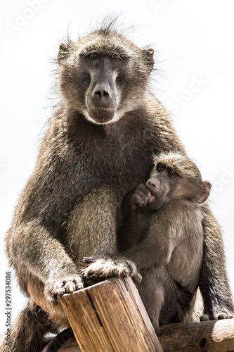 Portrait of a baboon with her child, Namibia, Africa