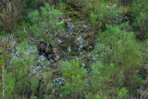 BROWN BEAR - OSO PARDO (Ursus arctos), Fuentes del Narcea, Degaña e Ibias Natural Park, Asturias, Spain, Europe photo