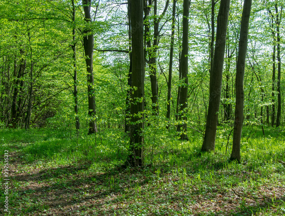 Forest trees. nature green wood sunlight backgrounds Forest trees. nature green wood sunlight backgrounds