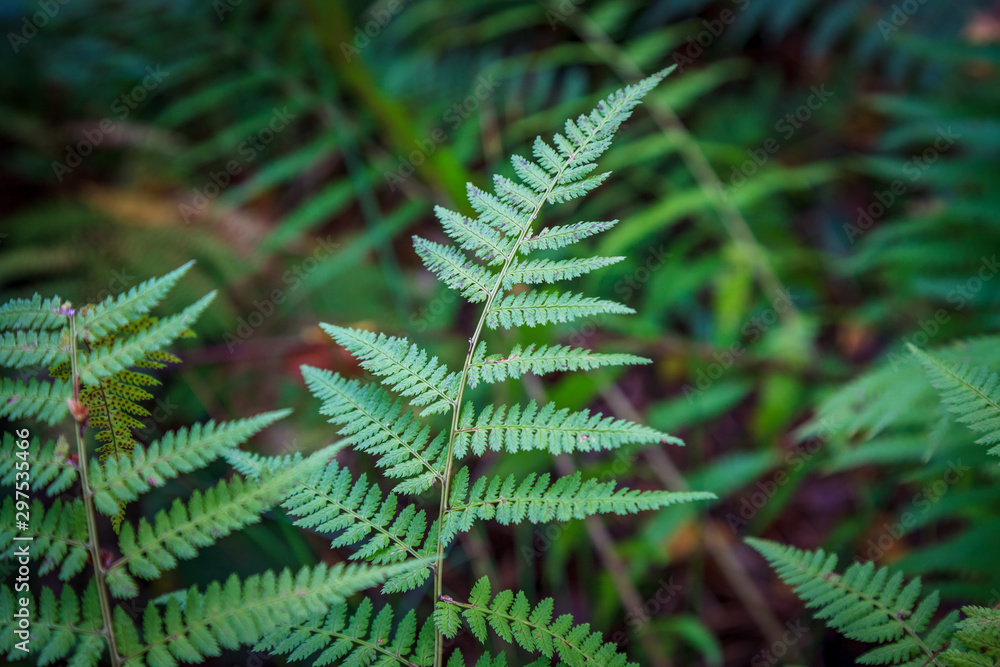 ferns in a forest in autumn - Filicophyta ferns in a forest in autumn - Filicophyta