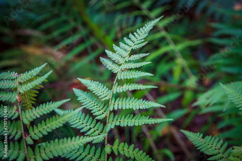 ferns in a forest in autumn - Filicophyta