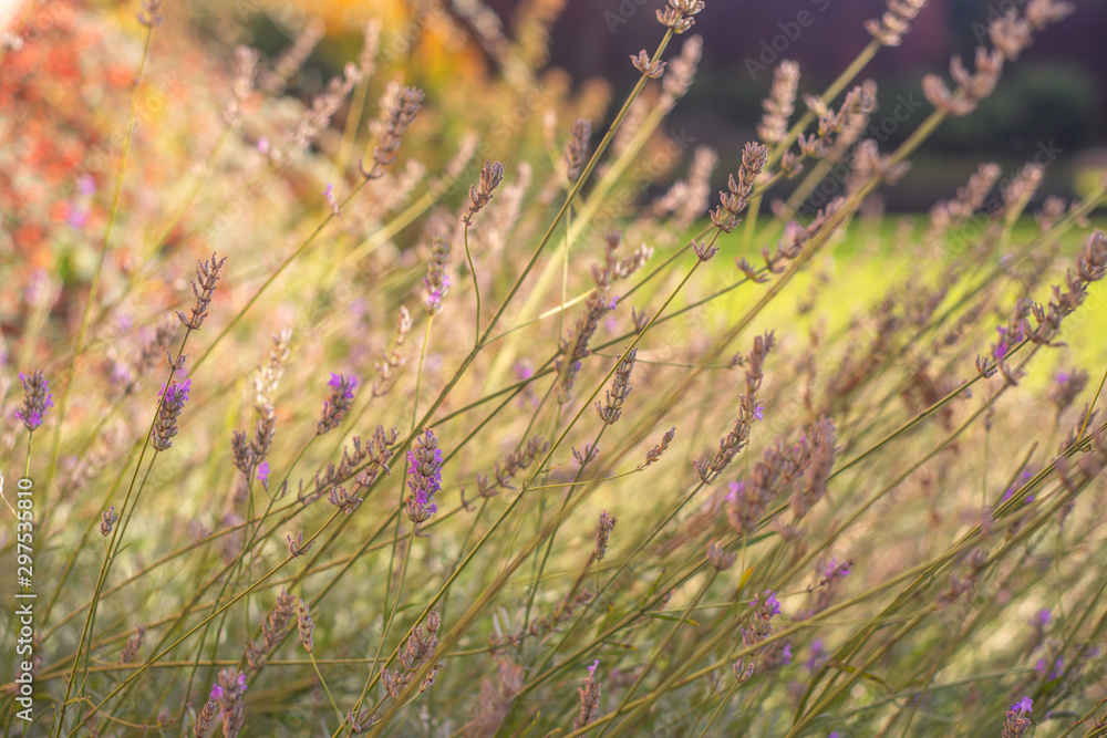 Lavender Plant Growing in a Sunny Garden Lavender Plant Growing in a Sunny Garden