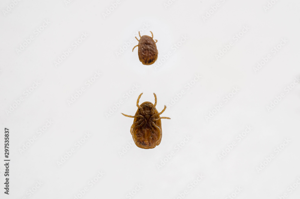 tick louse laboratory tick louse laboratory