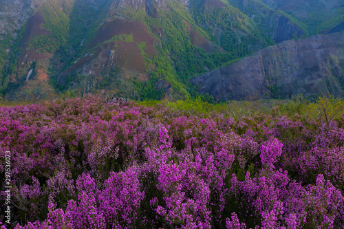 HEATHER (Erica australis), Fuentes del Narcea, Degaña e Ibias Natural Park, Asturias, Spain, Europe photo