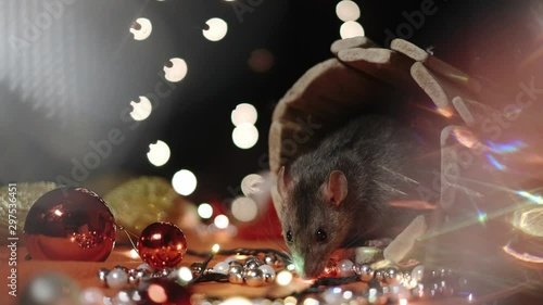 Symbol of 2020, the rat sits on the background of a Christmas tree decorated. A gray rat sits in a house on a background of bright lights. Beautiful bokeh. Black background. New Year concept.