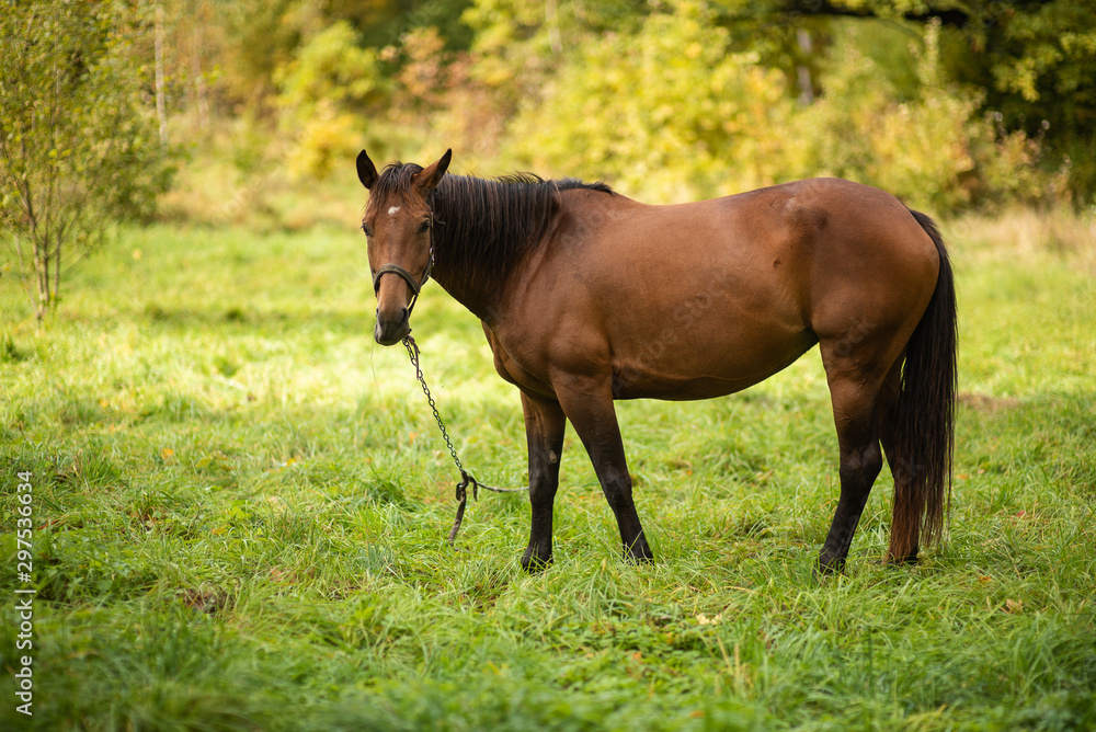 beautiful horse grazes in the autumn meadow beautiful horse grazes in the autumn meadow