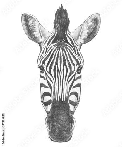 Portrait of Zebra. Hand drawn illustration. Vector isolated elements.