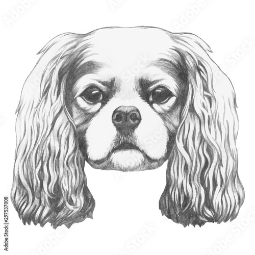 Portrait of Cavalier King Charles Spaniel. Hand drawn illustration. Vector isolated elements.