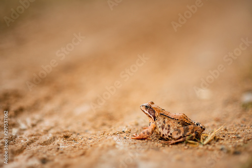 big frog on the road © Pavel