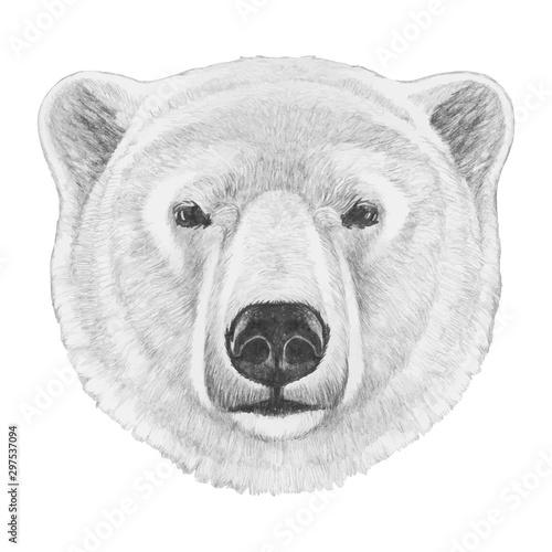 Portrait of Polar Bear. Hand drawn illustration. Vector isolated elements.