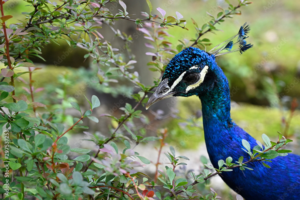 Head of blue peacock in detail. Head of blue peacock in detail.