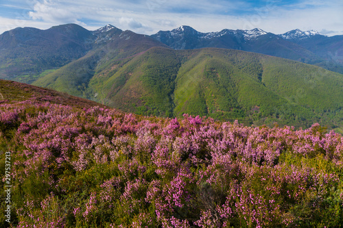 HEATHER (Erica australis), Fuentes del Narcea, Degaña e Ibias Natural Park, Asturias, Spain, Europe photo