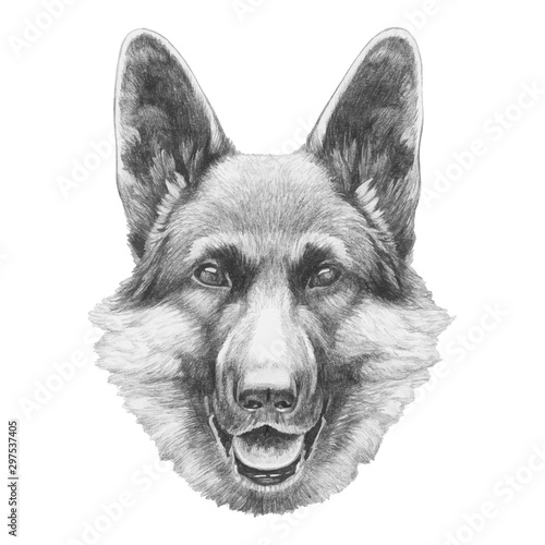 Portrait of German Shepherd. Hand drawn illustration. Vector isolated elements.